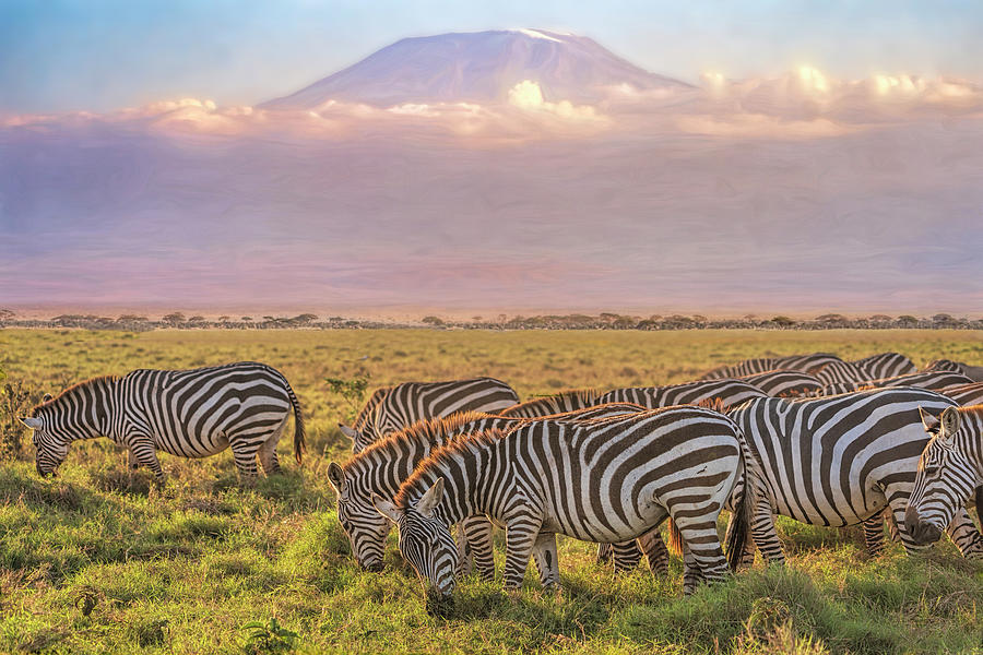 Zebras and Mount Kilimanjaro Photograph by Betty Eich