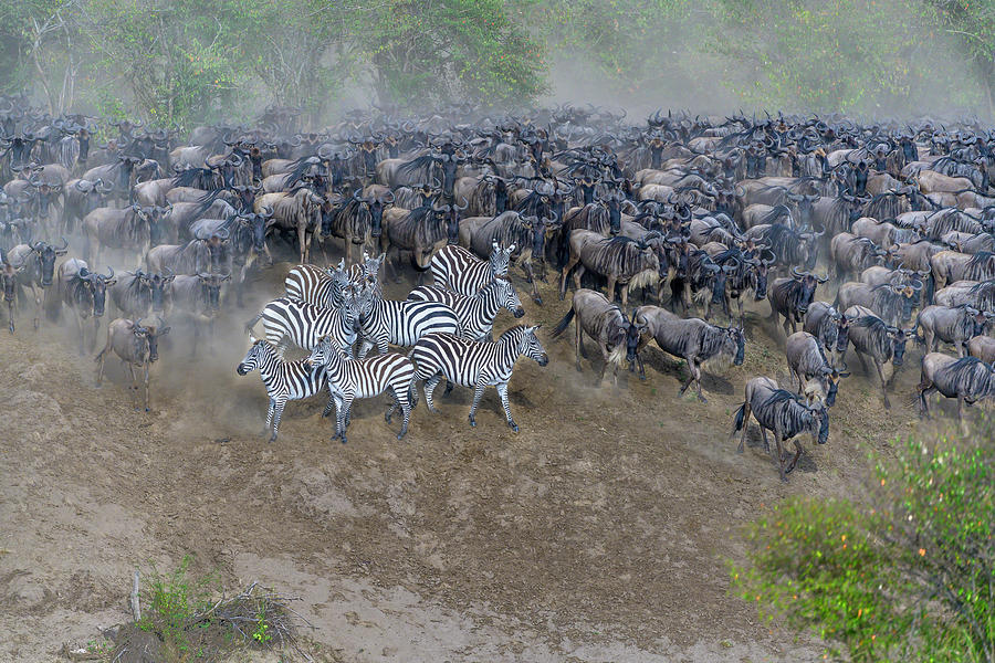 Zebras and Wildebeest Oh My Photograph by Laura Hedien