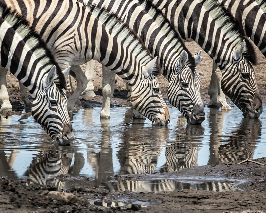 Zebras at Chudob Waterhole Photograph by Belinda Greb