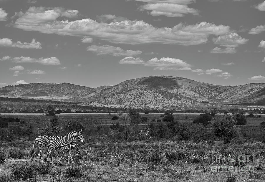 Zebras Photograph by Brian Kamprath