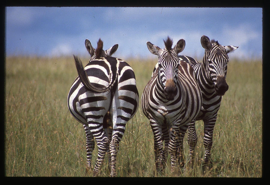 Zebras Coming and Going Photograph by Russel Considine