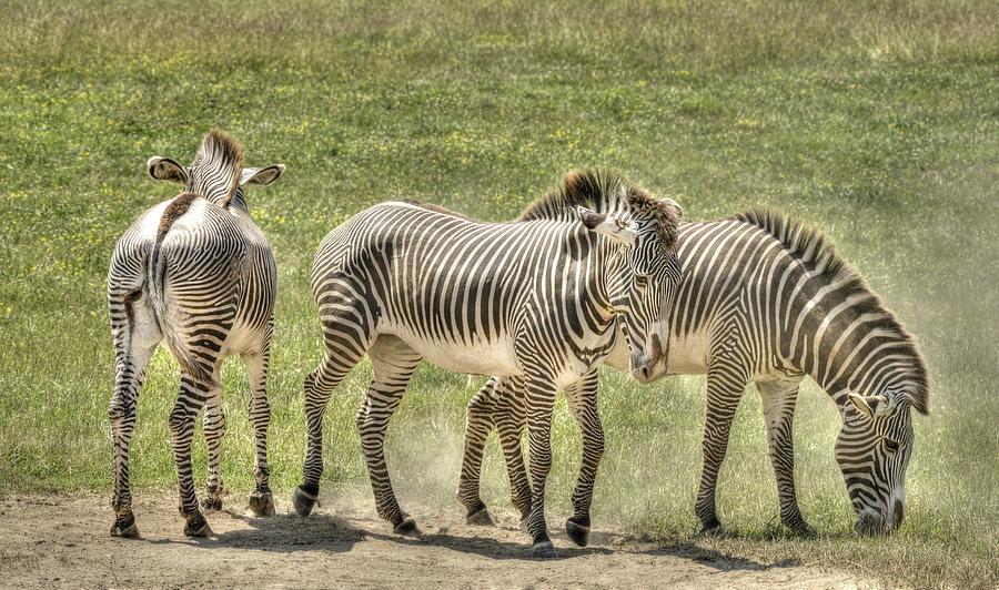 Zebras Photograph by David Armstrong