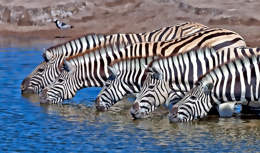 Zebras Drinking Photograph by Natalya Pluzhnikov