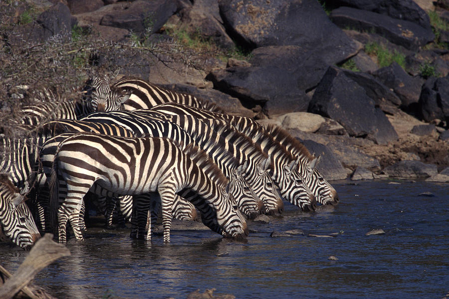 Zebras drinking water , Kenya , Africa Photograph by Comstock Images