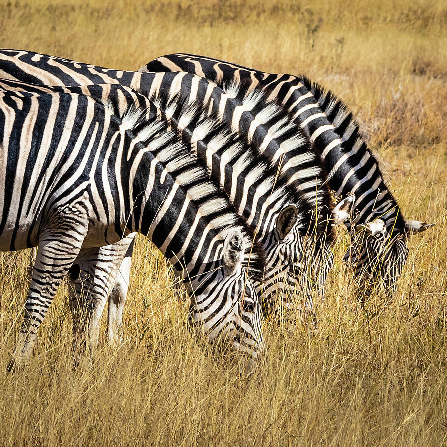 Zebras Grazing In Unison Photograph by Elvira Peretsman