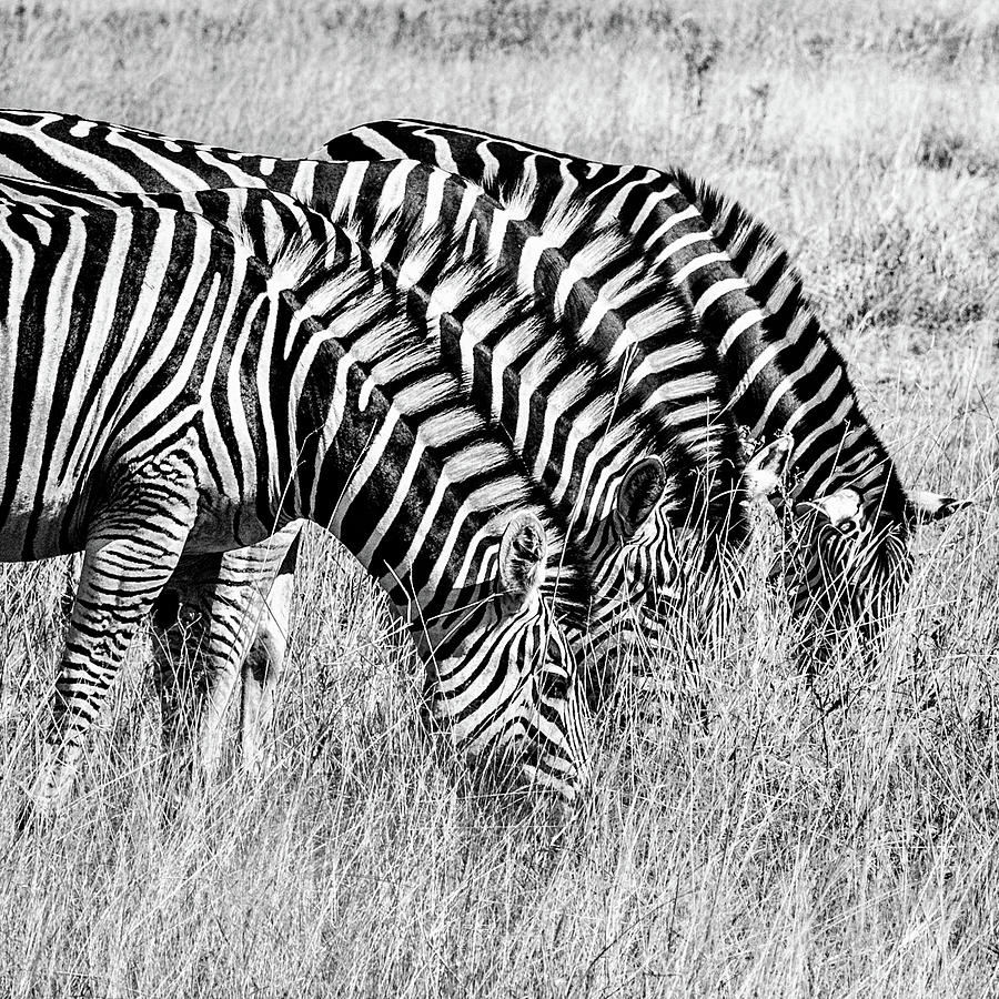 Zebras Grazing In Unison Monochrome Photograph by Elvira Peretsman