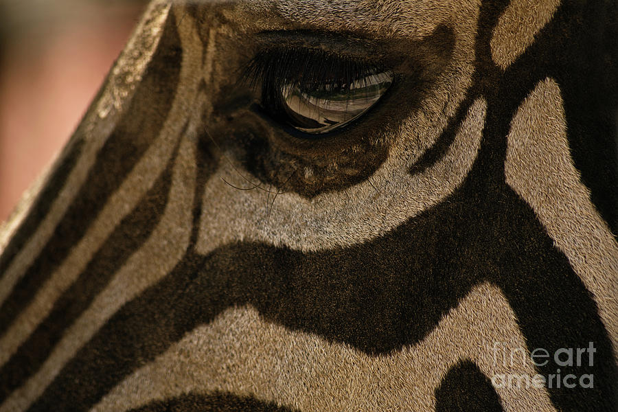 Zebras eye Photograph by Mendelex Photography