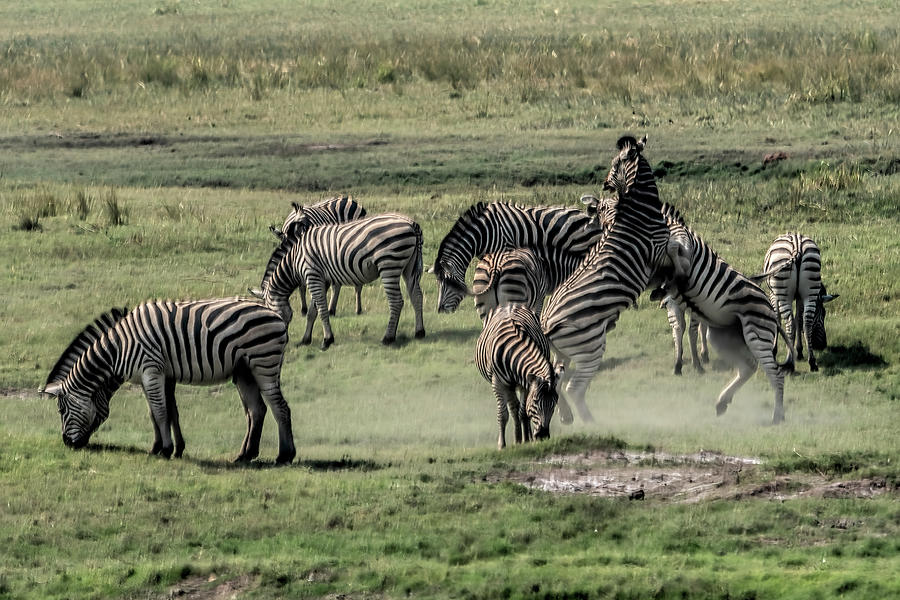Zebras Fighting Photograph by Betty Eich