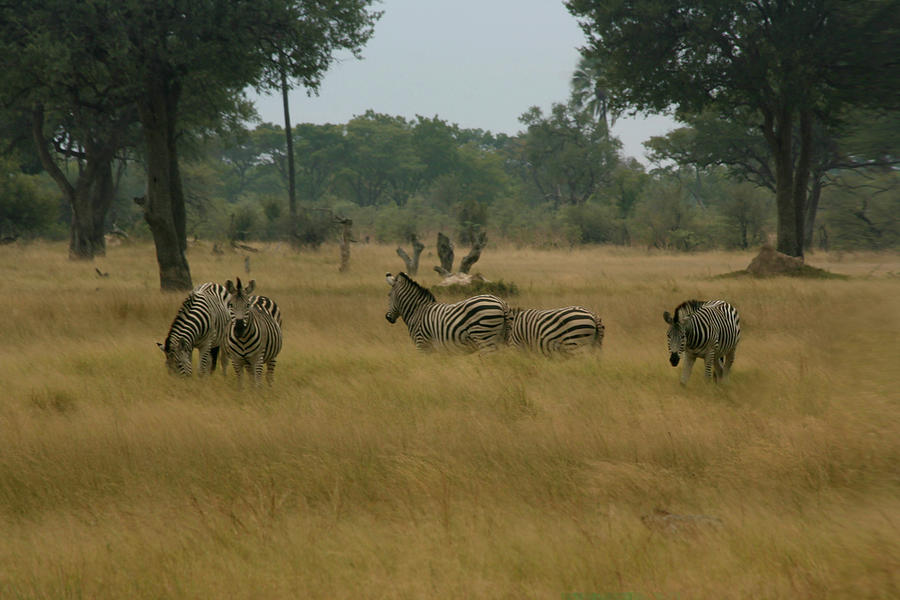 Zebras Gathering Photograph by Karen Zuk Rosenblatt