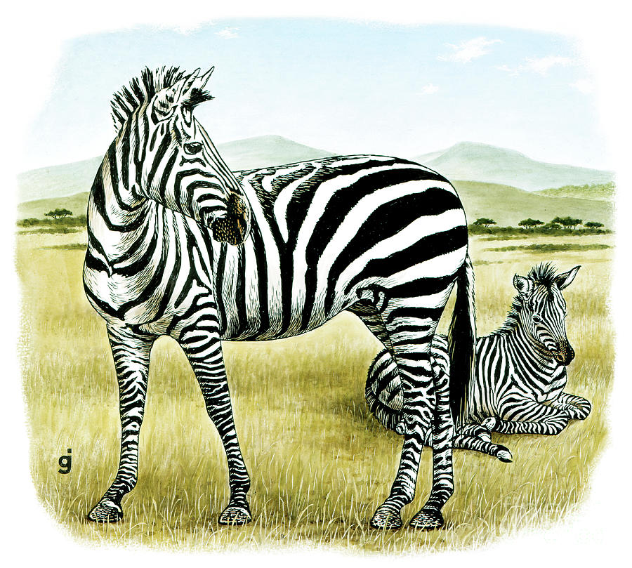 Zebras Painting by Gene Jarvis