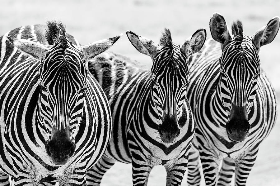 Zebras in Black and White Photograph by Betty Eich