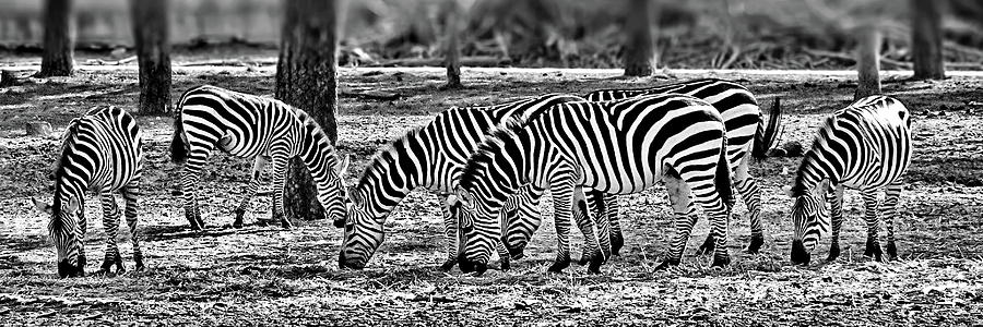 Zebras in Black and White Photograph by Lyuba Filatova