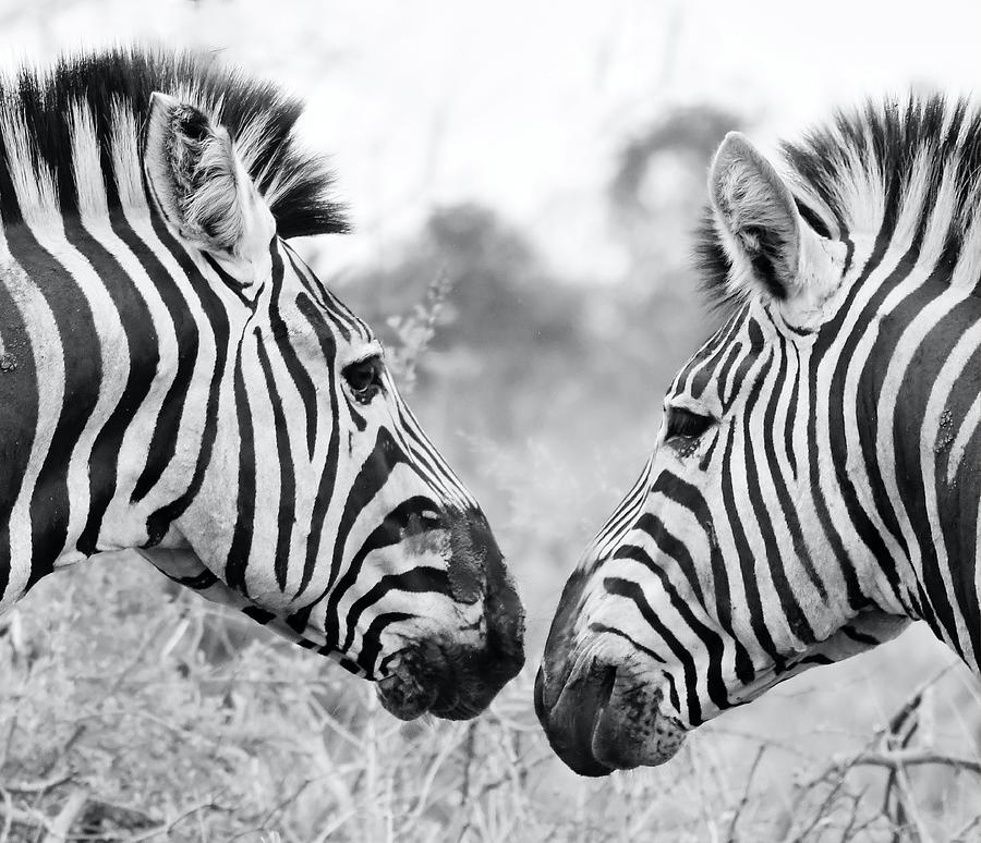 Zebras In Love Photograph by World Art Collective