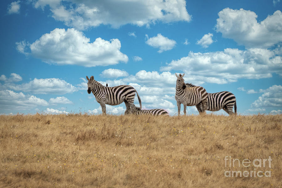 Zebras in San Simeon Photograph by Mimi Ditchie