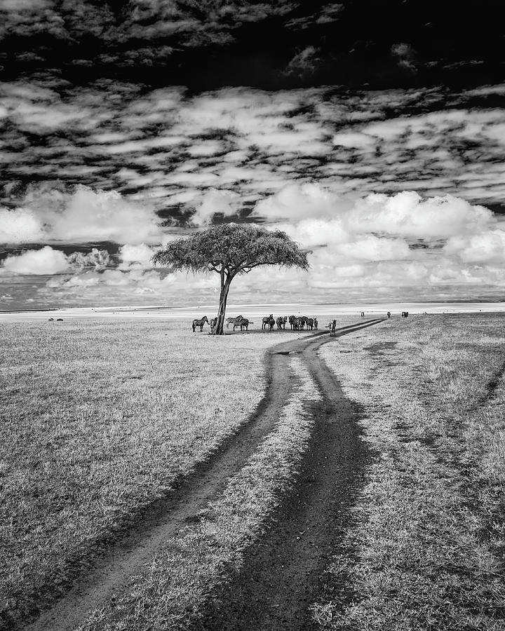 Zebras in the grasslands infrared Photograph by Murray Rudd