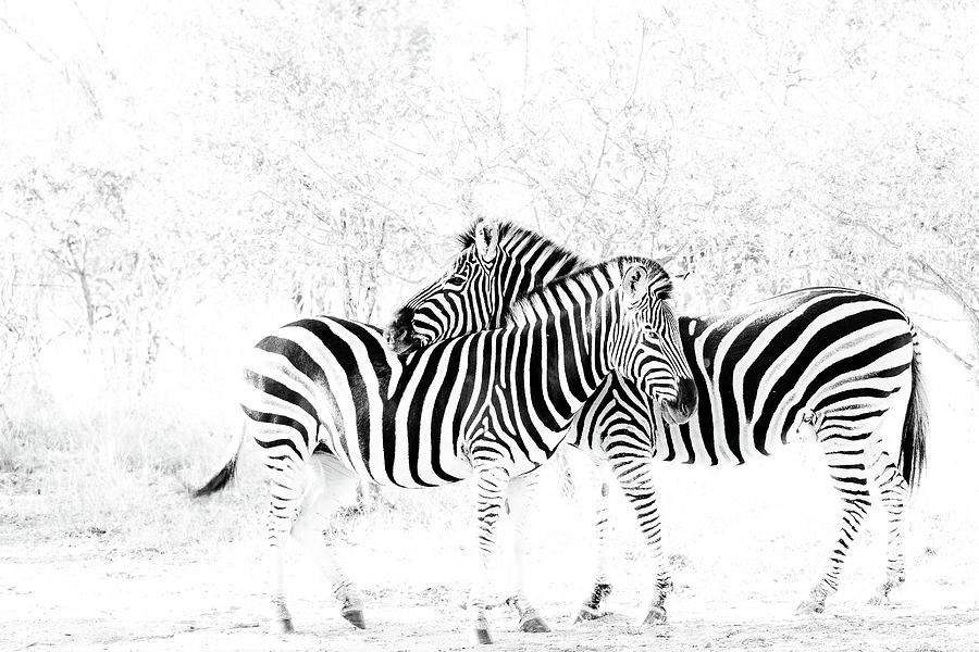 Zebras Photograph by Jermaine Beckley