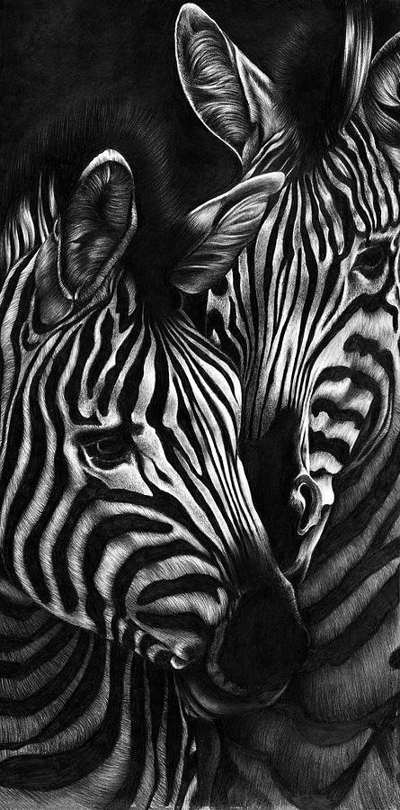 Zebras Drawing by Jerry Winick