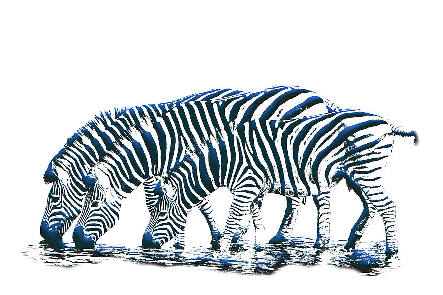 Zebras Digital Art by John Haldane
