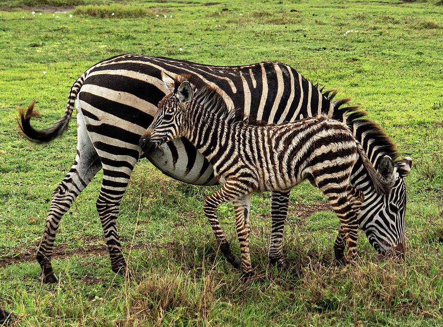 Zebras, A Mother Guarding Her Newborn Photograph by Leslie Struxness