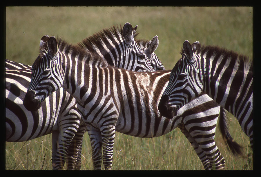 Zebras Look Alike Photograph by Russ Considine