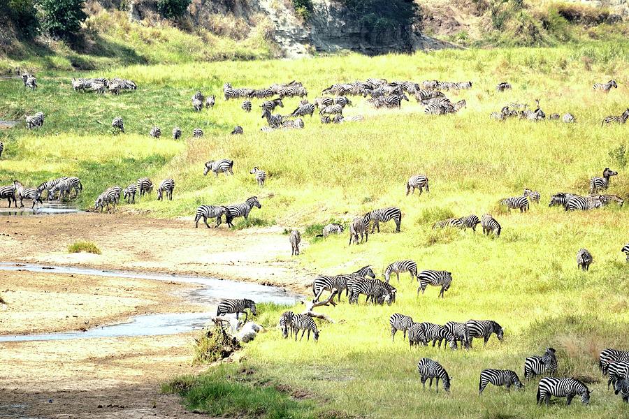 Zebras On The African Serengeti Photograph
