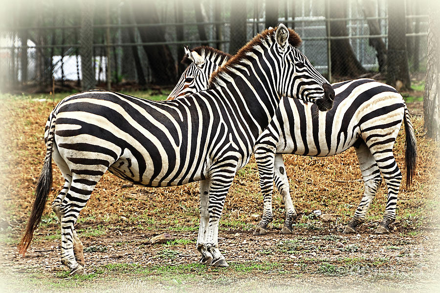 Zebras Resting by Kaye Menner Photograph by Kaye Menner
