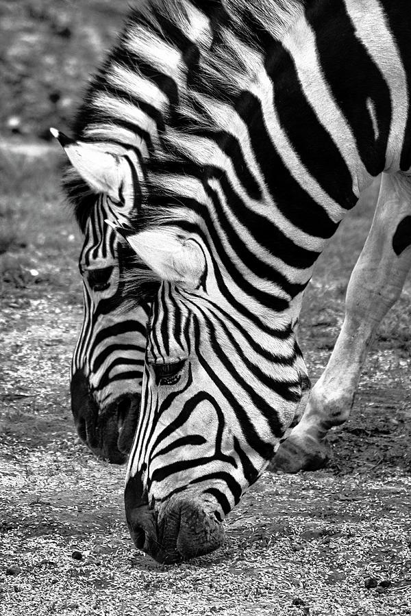 Zebras Photograph by Robert Knight