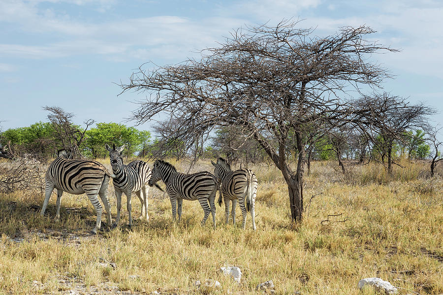 Zebras Sharing Shade Photograph by Belinda Greb