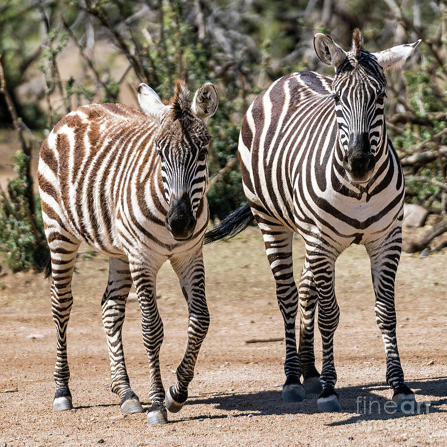 Zebras Photograph by Tom Watkins PVminer pixs