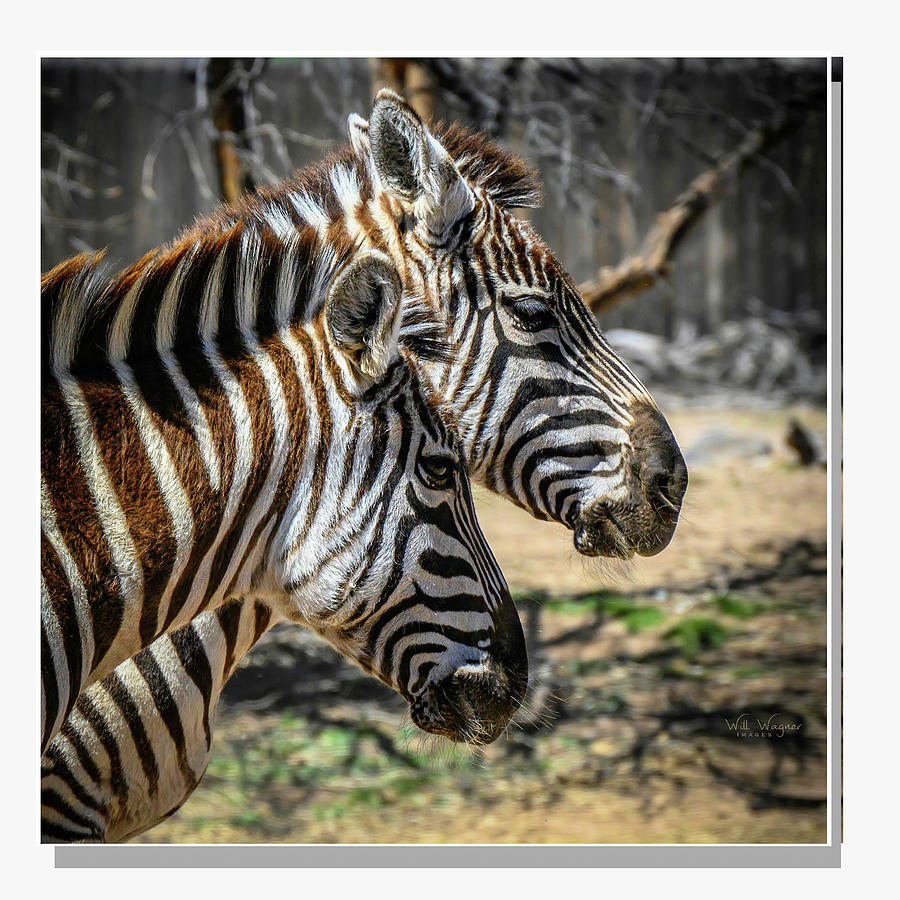 Zebras Photograph by Will Wagner