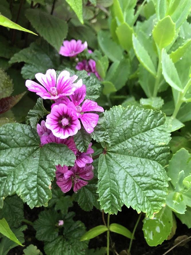Zebrina Mallow Perennial Plant Photograph by Valerie Collins
