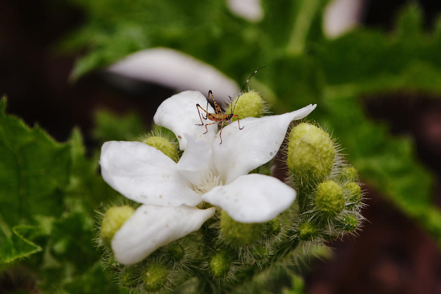 Zelus Assassin Bug Close Up On Bull Nettle Flower Photograph