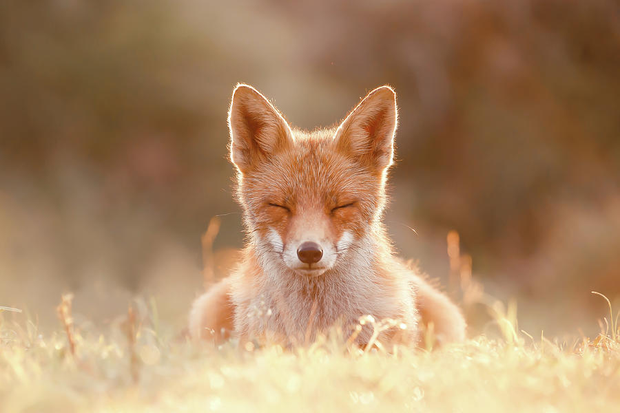 Animal Photograph - Zen Fox Series - Chill as a Middle Name by Roeselien Raimond