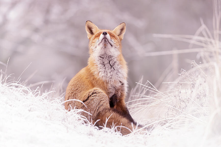 Nature Photograph - Zen Fox Series - Cold Feet, Warm Heart by Roeselien Raimond