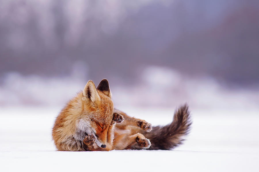 Animal Photograph - Zen Fox Series - Comfortably Fox by Roeselien Raimond