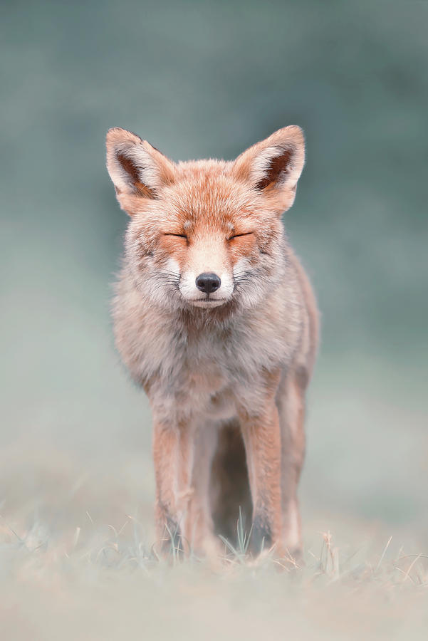 Zen Fox Series - Grand Old Lady Photograph By Roeselien Raimond - Fine 