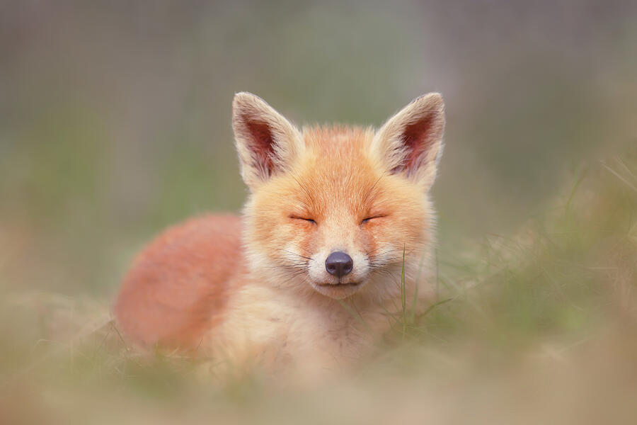 Spring Photograph - Zen Fox Series- Happy Baby Fox by Roeselien Raimond