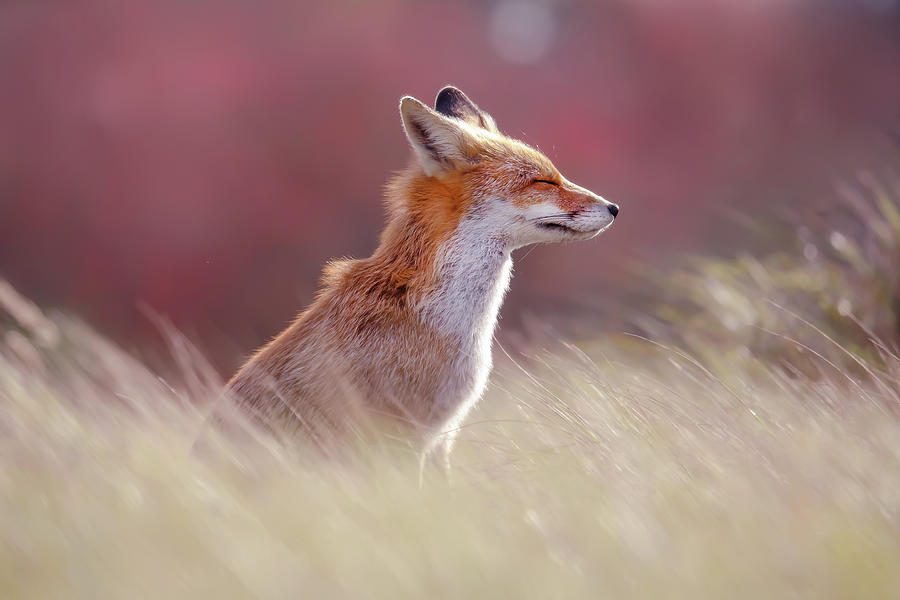 Animal Photograph - Zen Fox Series - Lady in Red by Roeselien Raimond