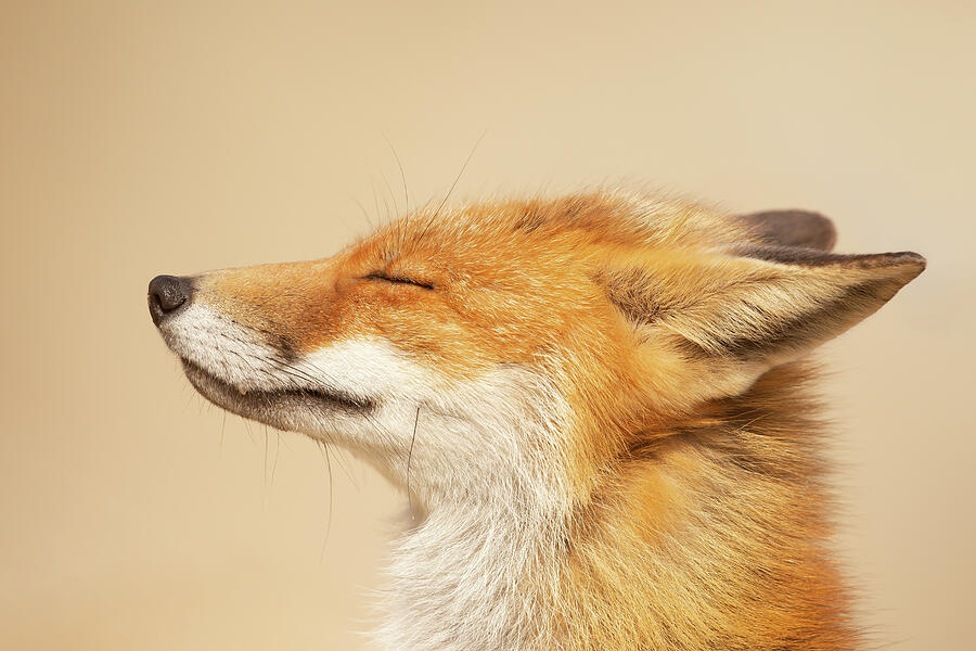 Animal Photograph - Zen Fox Series - May You Be Happy by Roeselien Raimond