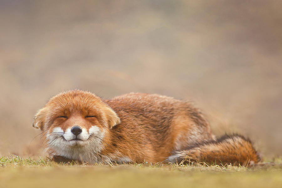 Wildlife Photograph - Zen Fox Series - Smiling Fox is Smiling by Roeselien Raimond