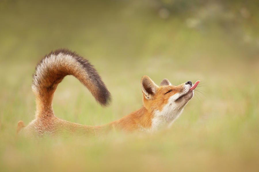 Animal Photograph - Zen Fox Series - Yoga Fox by Roeselien Raimond