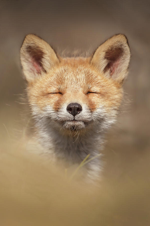 Nature Photograph - Zen Fox Series - Zen Fox Baby by Roeselien Raimond