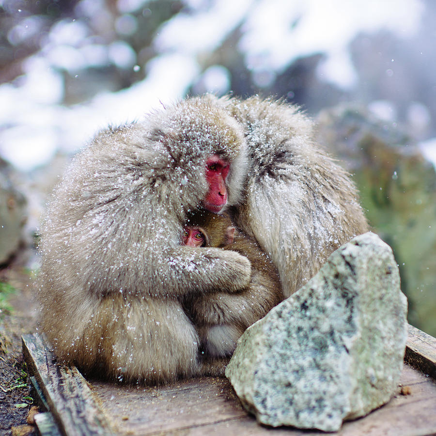  Zen Jigokudani Monkey Park, Nagano, Japan Photograph by Eugene Nikiforov