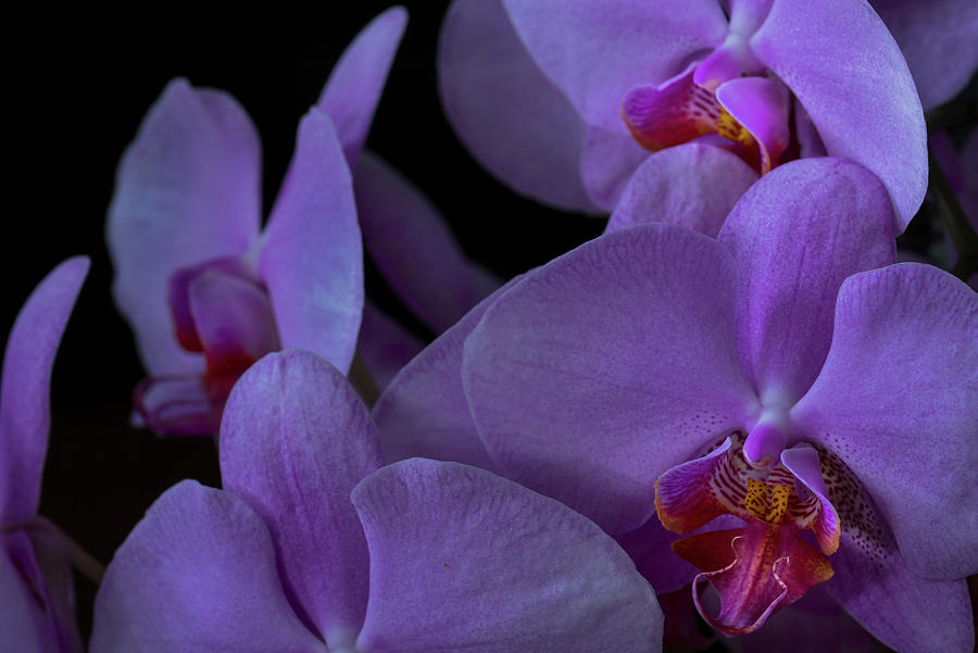 Zen Orchids Photograph By Rene Olivas