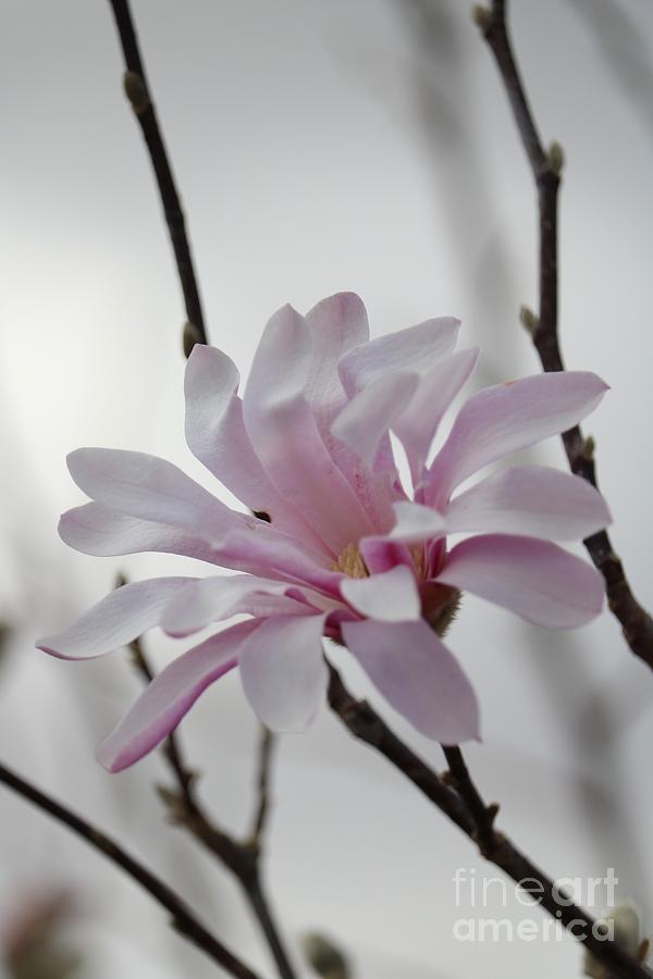 Zen Pink Blossom Photograph by Carol Groenen