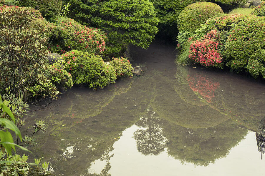 Zen Pond By Summer Photograph by Yuriz
