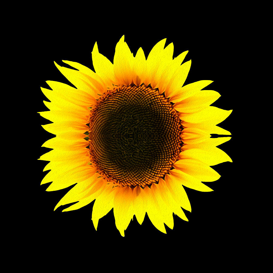 Zen Sunflower OP Photograph by Jim Dollar