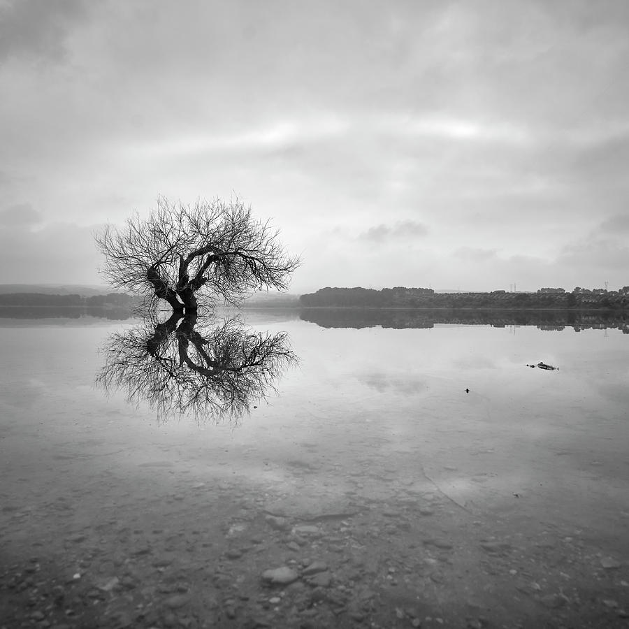 Zen Tree. . BW. Square Photograph by Guido Montanes Castillo | Fine Art ...