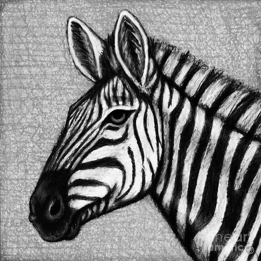 Zen Zebra. Black and White Drawing by Amy E Fraser - Fine Art America