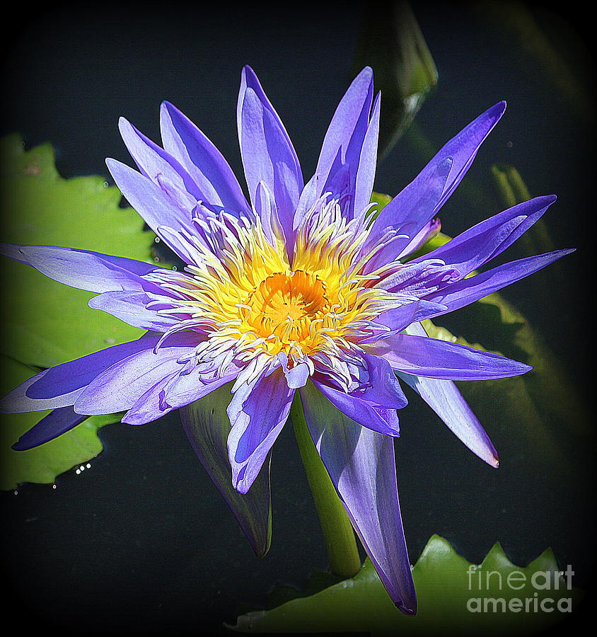 Sapphire Blue Water Lily Photograph by Dora Sofia Caputo